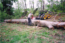 tree removal va