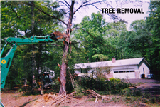 tree removal washington dc
