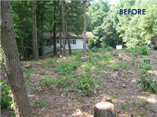 stump removal middle tn before picture