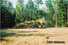 tree removal Middle TN