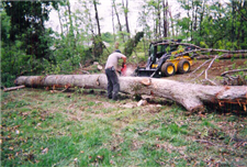 tree removal tennessee